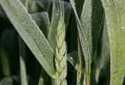 Close-up of a head of wheat and surrounding leaves covered in a thin layer of sparkling frost crystals