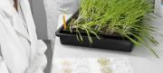 GM wheat seedlings growing in a tray on the lab bench for tissue testing
