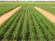 Wheat sown at 36 cm row spacing.