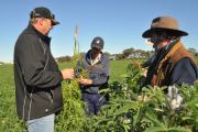 Geoff Thomas with some local agronomists looking at sclerotinia in lupins