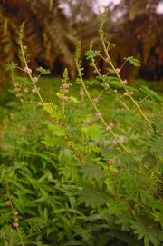 Giant sensitive plant 