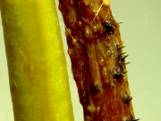 Perithecia of Gnomoniopsis on a strawberry petiole
