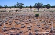 Grazed buffel grass on frontage country adjacent to the Margaret River, Gogo land system, West Kimberley