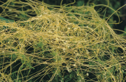 Golden dodder with smooth, hairless, thread-like stems, which twine round the host plant.