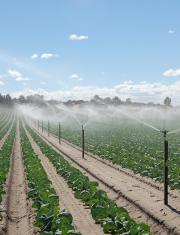 Sprinkler irrigation of vegetables