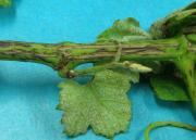 Deep elongated light grey cankers on grapevine canes late in the season is indicative of Phomopsis cane and leaf spot