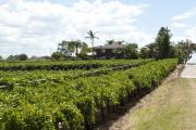 Wine grapes growing in Western Australia