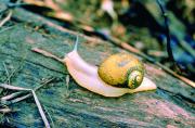 A green snail on a log