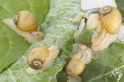 Green snails feeding on silverbeet leaves