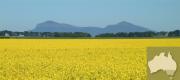 canola at Hamilton Victoria