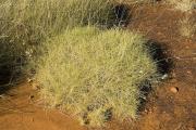 Photograph of hard spinifex (Triodia intermedia) in the east Kimberley