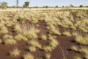 Photograph of hard spinifex (Triodia spp.) plain pasture in fair condition in the east Kimberley