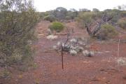 Hardpan Acacia Shrubland pasture in the Tindalarra land system