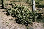 Harrisia cactus