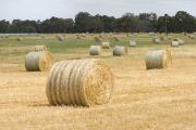 Rolled-round hay bails in paddock.