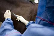 A veterinarian dressed in surgical gloves an overalls with a hood is holding a syringe injecting a horse in the skin of its neck.