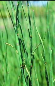 Close-up of horsetail plants