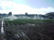 overhead irrigation of cauliflower crop