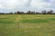 Sulphur fertilised plots showing increased production and improved clover content