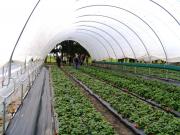 Strawberries grown under Haygrove tunnels