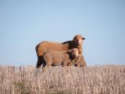 Sheep on stubble pasture