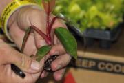Plants may carry pests and diseases that pose a risk to WA