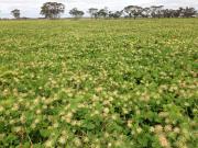 Bladder clover established with Twin sowing