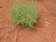 A mature roly poly plant bearing fruit