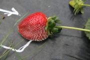 Symptoms of powdery mildew on a strawberry
