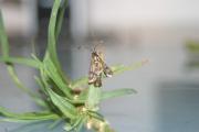 Dock moth on grass blade