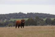 Bull standing in a paddock