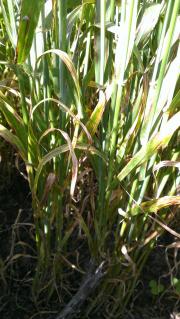 net-type net bloth on Bass barley