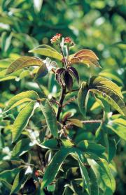 Bellyache bush (Jatropha gossypiifolia) plant