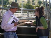 Feeling the short ribs of a heifer in order to assess body condition.
