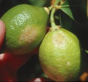 Kellys citrus thrips damage to lemons