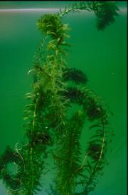 Lagarosiphon (Lagarosiphon major) is an aquatic weed