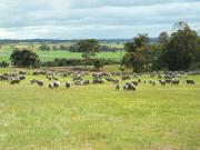 Sheep grazing diverse pasture