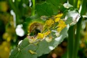 Canola leaf infection by sclerotinia stem rot