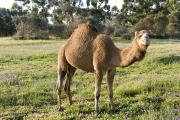 Camel standing side on in a green paddock.