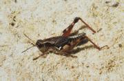 Wingless grasshopper adult Wingless grasshopper adult