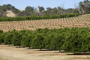 Citrus orchard in WA