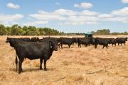 Cattle in a dry field