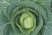 Cabbage ready for harvest