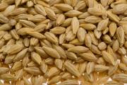 Close-up of a handful of barley grain