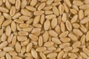 Pile of golden wheat grain