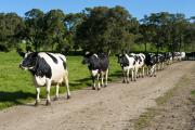 Line of dairy cows on a dirt road.