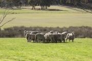 A mob of sheep in a paddock used for rotational grazing
