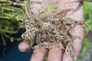 hand holding legume pasture roots with nodules showing good innoculation
