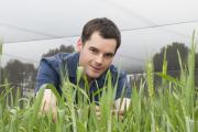 Research Officer Brenton Leske examining wheat at a DAFWA research facility