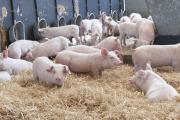 Pigs and feed trough